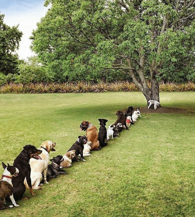 dog-lineup